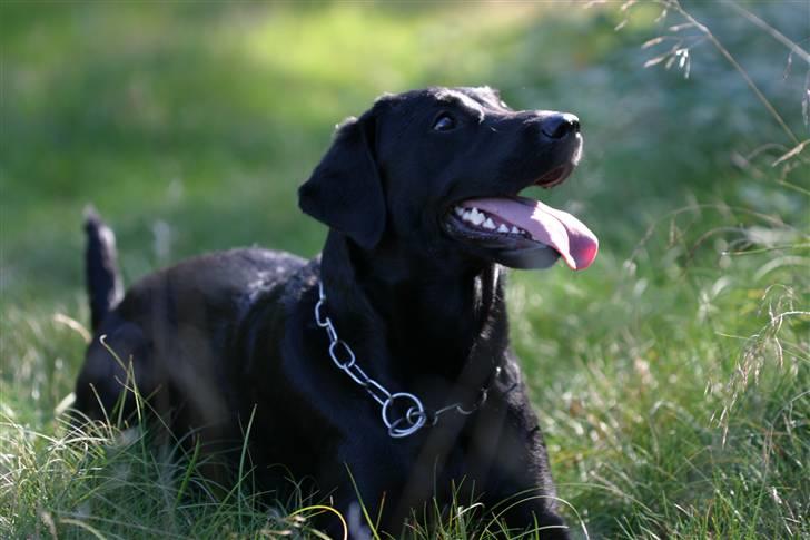 Labrador retriever <3Molly<3 billede 16
