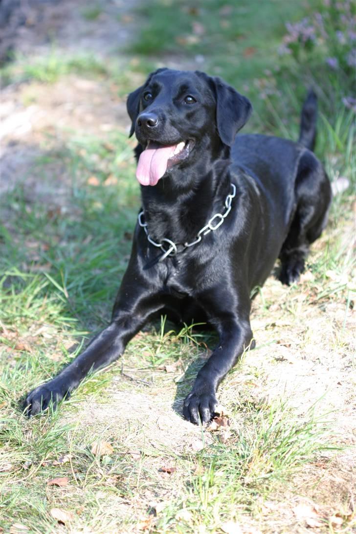 Labrador retriever <3Molly<3 billede 17