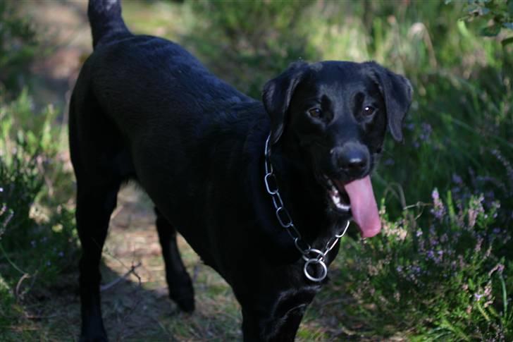 Labrador retriever <3Molly<3 billede 18
