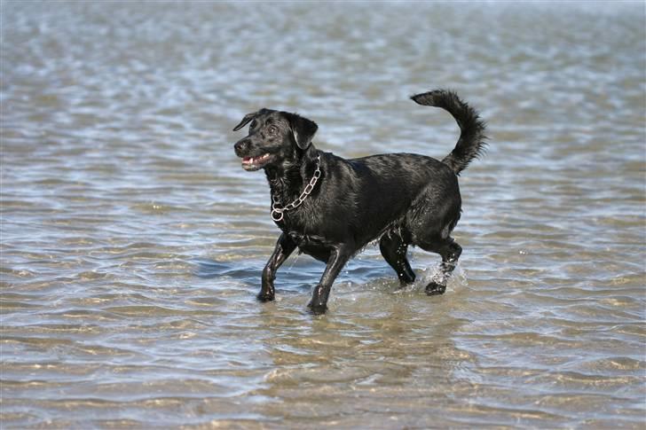 Labrador retriever <3Molly<3 billede 19