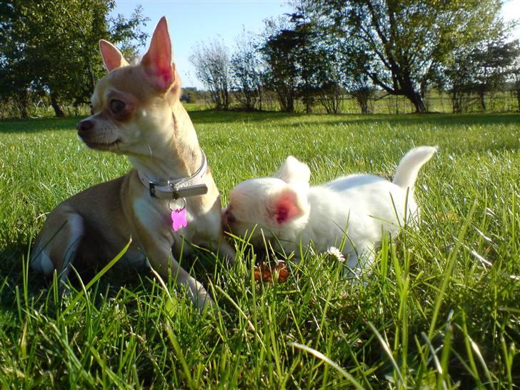 Chihuahua Solajma - Solle Og Kenzo <3  billede 13