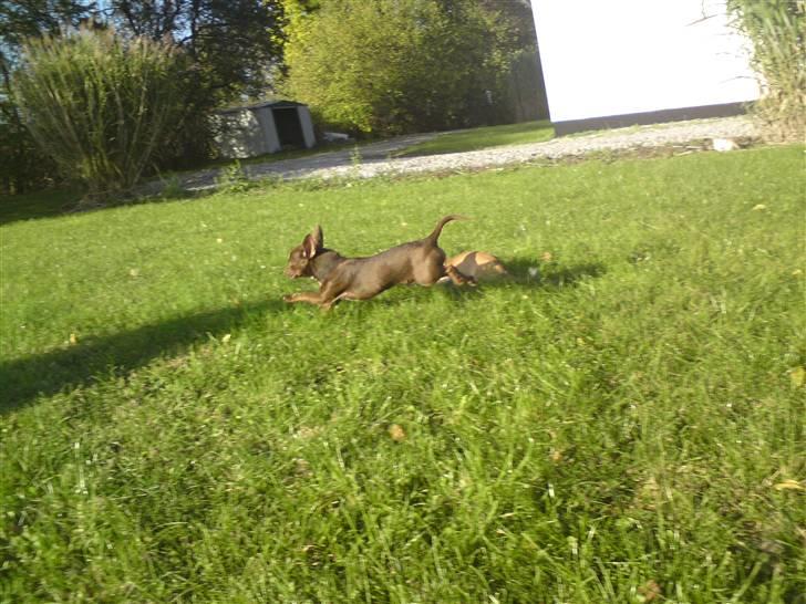 Chihuahua Lucky . - Flyv Flyv - Ja det Tror jeg da jeg kan ;)  billede 18