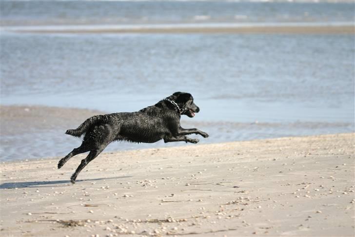 Labrador retriever <3Molly<3 billede 20