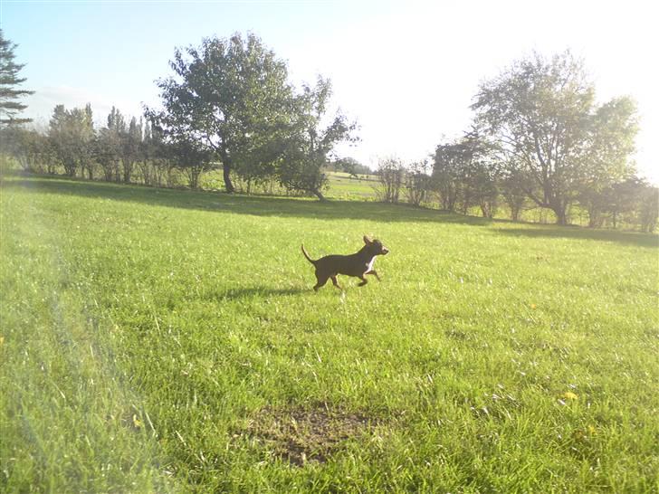 Chihuahua Lucky . - Nøøj det ser spænnende ud :)  billede 19