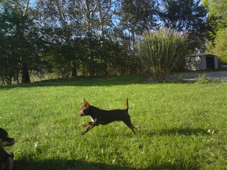 Chihuahua Lucky . - Jeg Kan FLYVE :D  billede 20