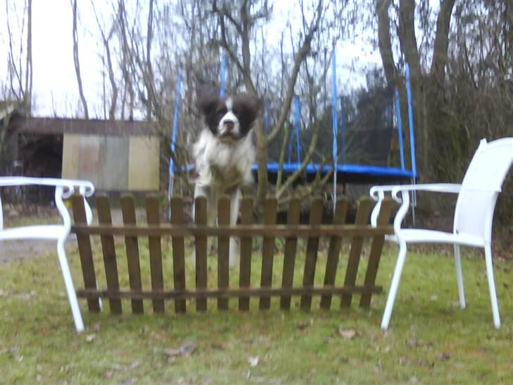 Engelsk springer spaniel Nemo  - Hopper hegn billede 8