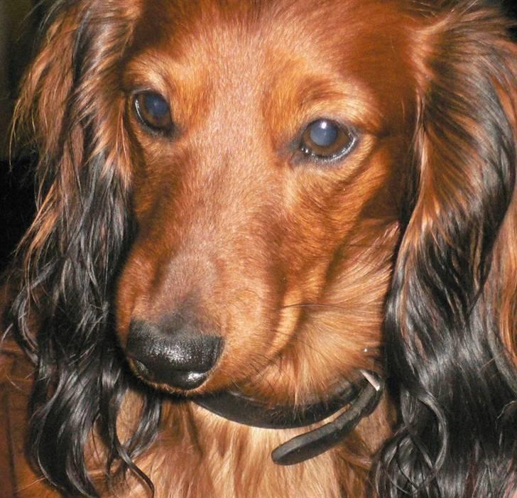 Dværggravhund  Anton  Himmelhund - d.4 jan.2011 billede 1