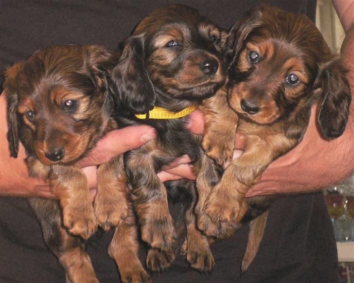 Dværggravhund  Anton  Himmelhund - Anton og Emma`s hvalpe.. født i maj 2010 billede 2