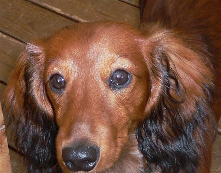 Dværggravhund  Anton  Himmelhund billede 3