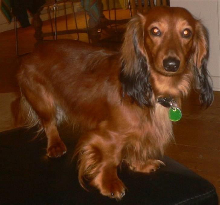 Dværggravhund  Anton  Himmelhund - 21 feb 2010 billede 4