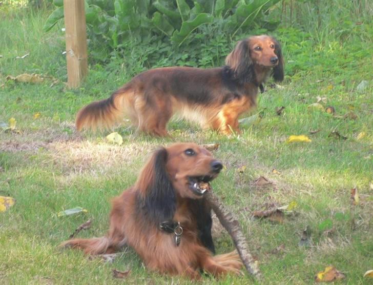 Dværggravhund  Anton  Himmelhund - aug.2010 billede 5