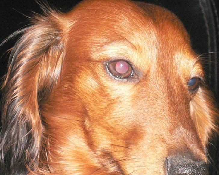 Dværggravhund  Anton  Himmelhund billede 6