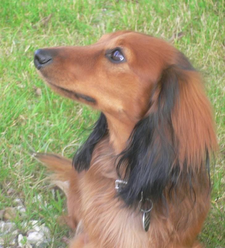 Dværggravhund  Anton  Himmelhund billede 7