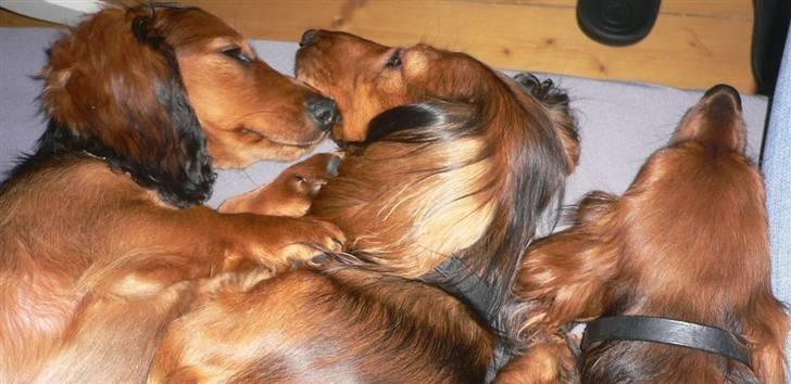 Dværggravhund  Anton  Himmelhund - og her sover vi alle 3 sammen :) et sjællendt syn ...i hvert fald når lulu osse er der...hun gider aldrig sove SÅ tæt. normalt. billede 8