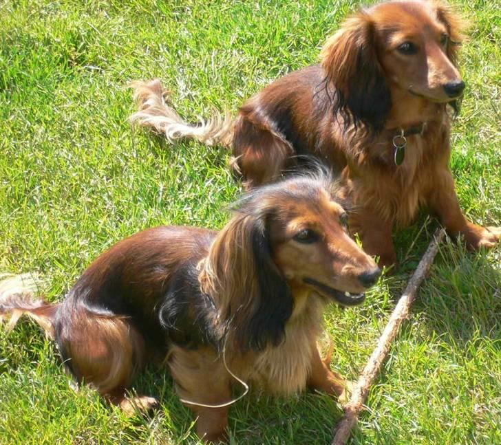 Dværggravhund  Anton  Himmelhund billede 9