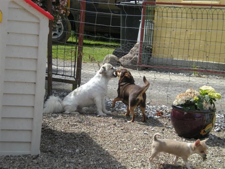 Chihuahua Chucky  - Neej hannibal du må ikke være ked :)  billede 20