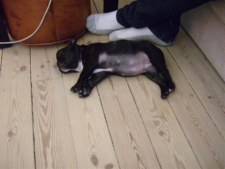 Fransk bulldog ozzy billede 8