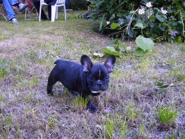Fransk bulldog ozzy billede 9