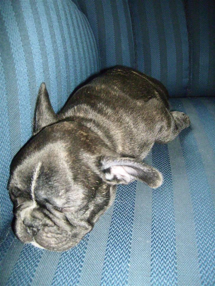 Fransk bulldog ozzy billede 10