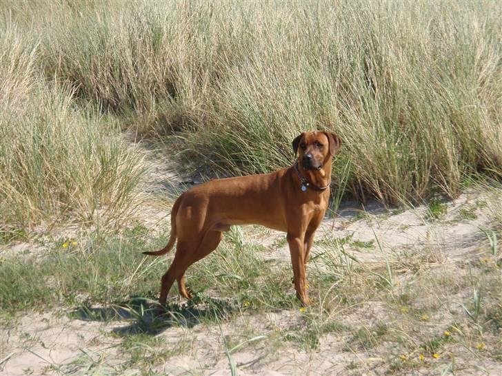 Rhodesian ridgeback Hazinas 4th Ajabu - Gaius - Gaius 14 måneder gammel, er ved at være stor billede 10