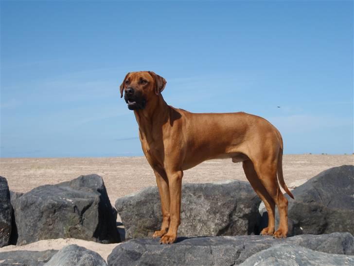 Rhodesian ridgeback Hazinas 4th Ajabu - Gaius - Gaius 14 måneder gammel, elsker at være på stranden billede 11