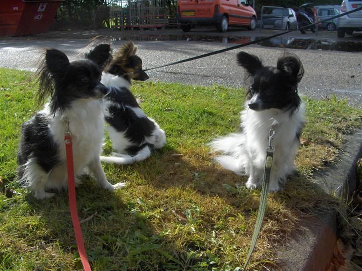 Papillon Ditte - Her er jeg sammen med min mor og min lillesøster til udstilling i Helle 08 billede 7
