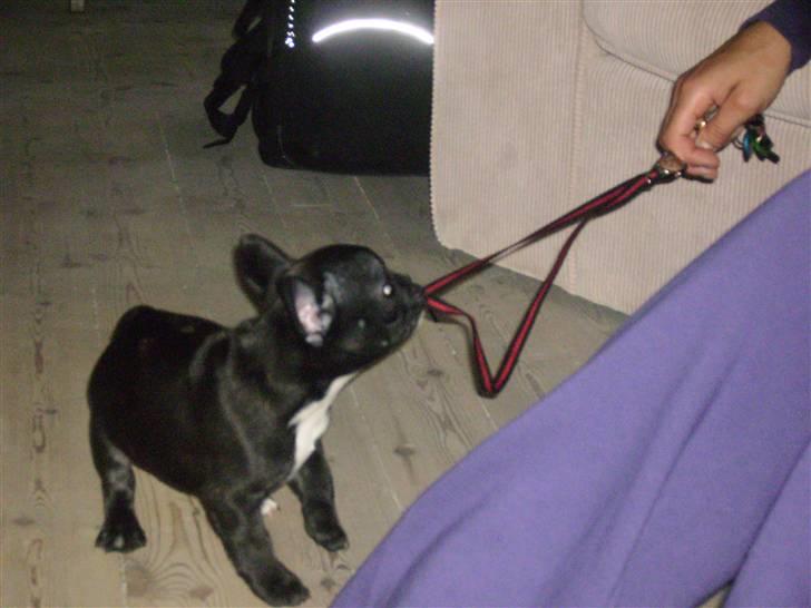 Fransk bulldog ozzy billede 11