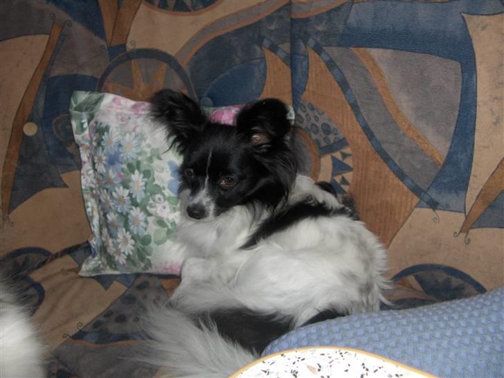 Papillon Ditte - kan man ikke få lov til af få en middagslur. billede 8