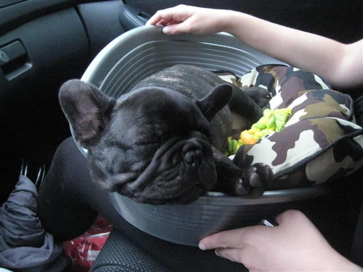 Fransk bulldog Louis - Det er hårdt at flytte fra mor. (9 uger) billede 10