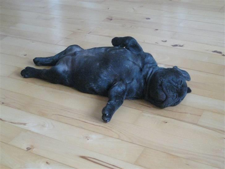 Fransk bulldog Louis - Zzzzzzzzzzzzzzzzzzzzzzzzzz..... (10 uger) billede 11