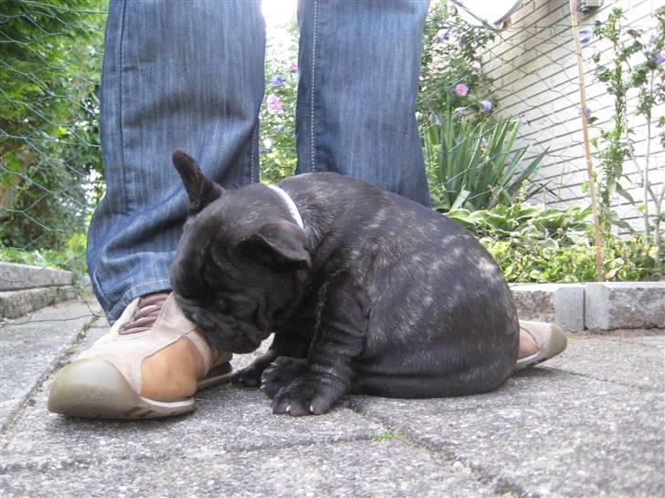 Fransk bulldog Louis - Jeg snupper lige en lur på fars sko (10 uger) billede 12