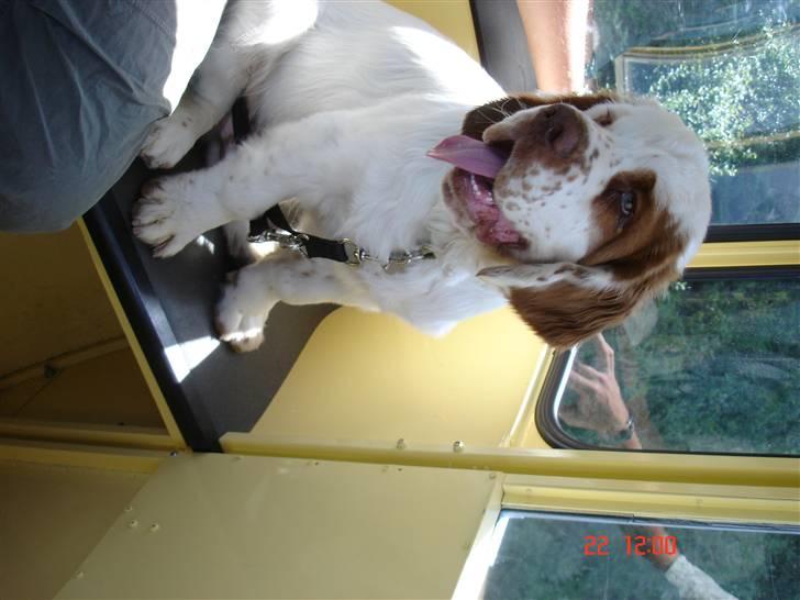 Clumber spaniel Ismo - Ude at køre skilift - Sommerferie 2008 billede 4