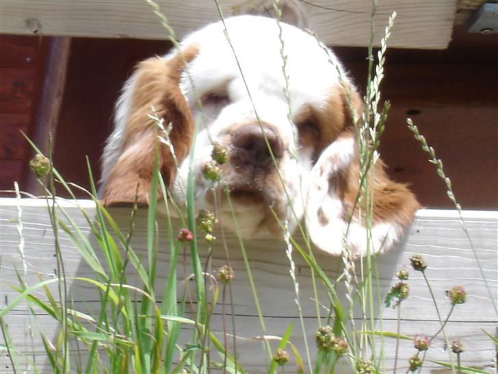 Clumber spaniel Ismo - Ismo leger bjergged billede 5