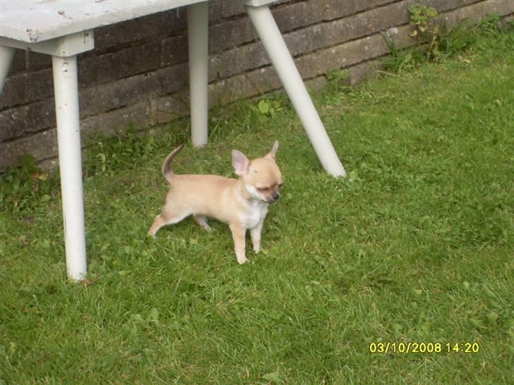 Chihuahua  ChiStars Al Capone DKCH billede 11