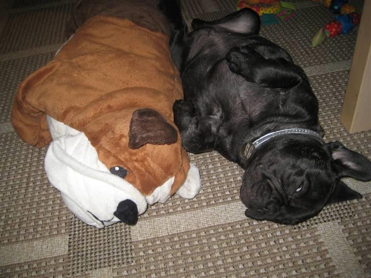 Fransk bulldog Louis - Putter med min bedste legekammerat, tøjdyrs bulldoggen Chuck Norris (15 uger) billede 14