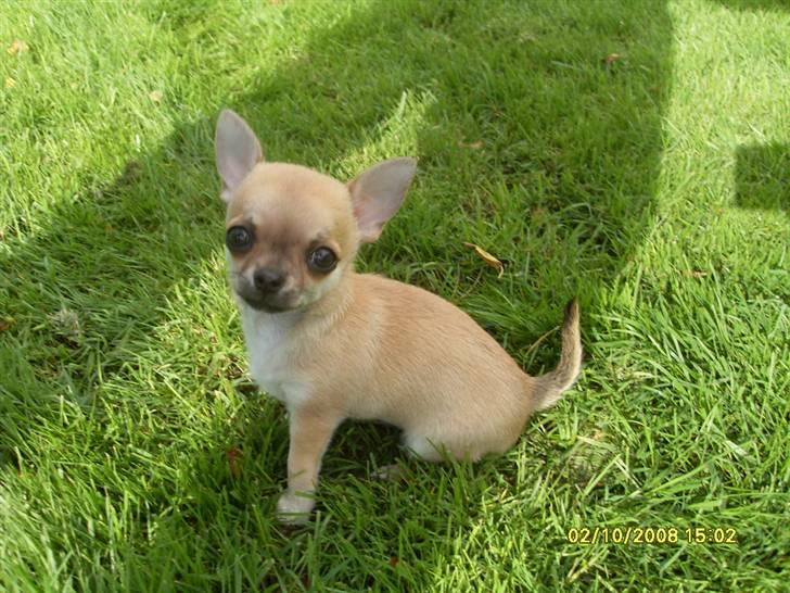 Chihuahua  ChiStars Al Capone DKCH billede 12