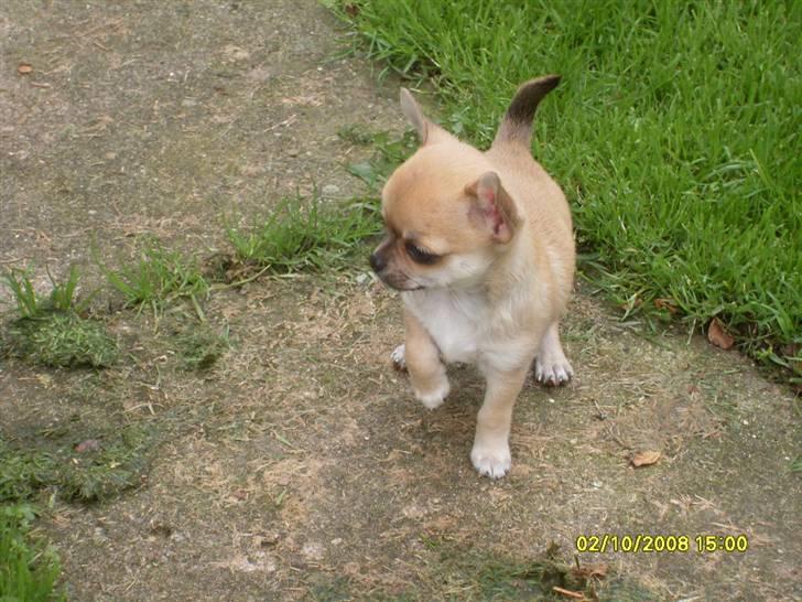 Chihuahua  ChiStars Al Capone DKCH billede 13