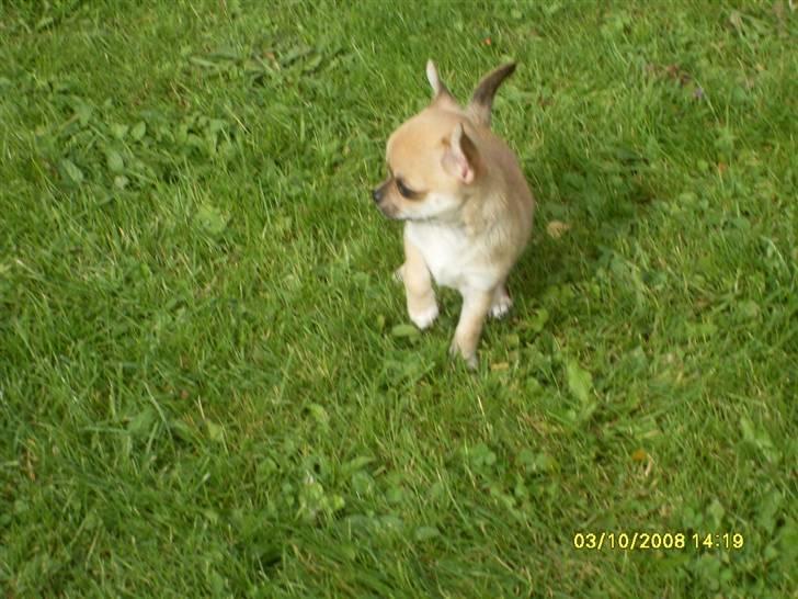 Chihuahua  ChiStars Al Capone DKCH billede 14