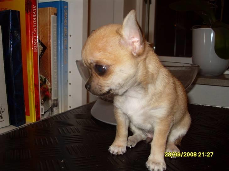 Chihuahua  ChiStars Al Capone DKCH billede 15