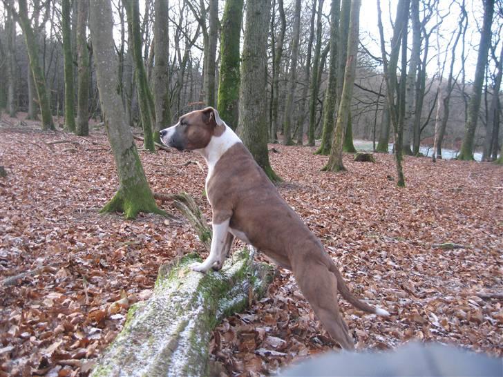 Amerikansk staffordshire terrier Opal Du Oxygen billede 3