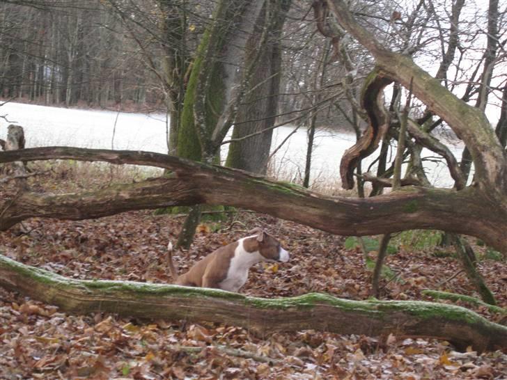 Amerikansk staffordshire terrier Opal Du Oxygen - Camoflage billede 4