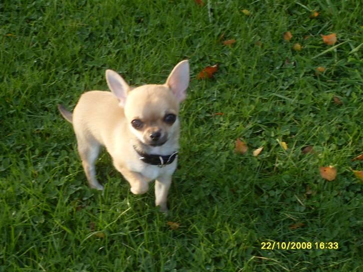 Chihuahua  ChiStars Al Capone DKCH billede 16