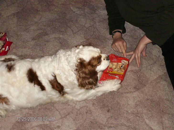 Cavalier king charles spaniel Mille - Mille pakker julegaver ud billede 13