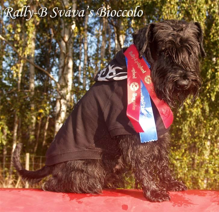 Dvaergschnauzer Sváva's Bioccolo - Tarzan - 06-10-2008 Tarzan blev Rallybegyndermester i går :-) billede 20
