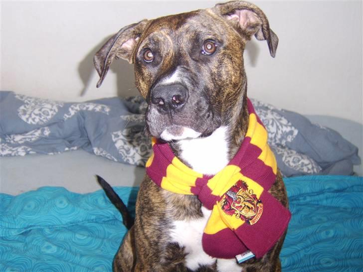 Blanding af racer Thyson billede 12