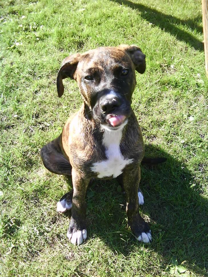 Blanding af racer Thyson billede 15