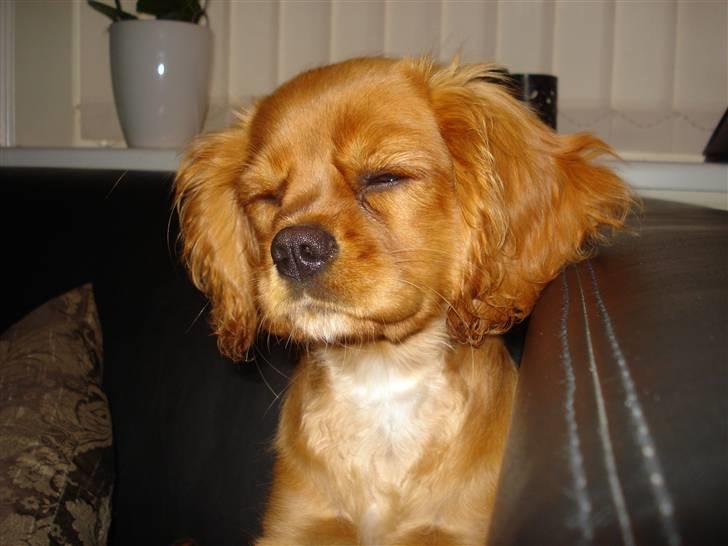 Cavalier king charles spaniel aZalia's Coco billede 18