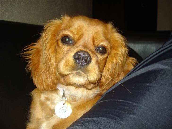 Cavalier king charles spaniel aZalia's Coco billede 19