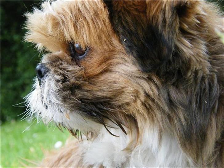 Blanding af racer Gizmo - til Copenhagen horse show. billede 1