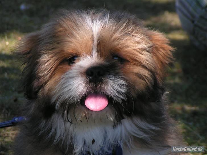 Blanding af racer Gizmo billede 2